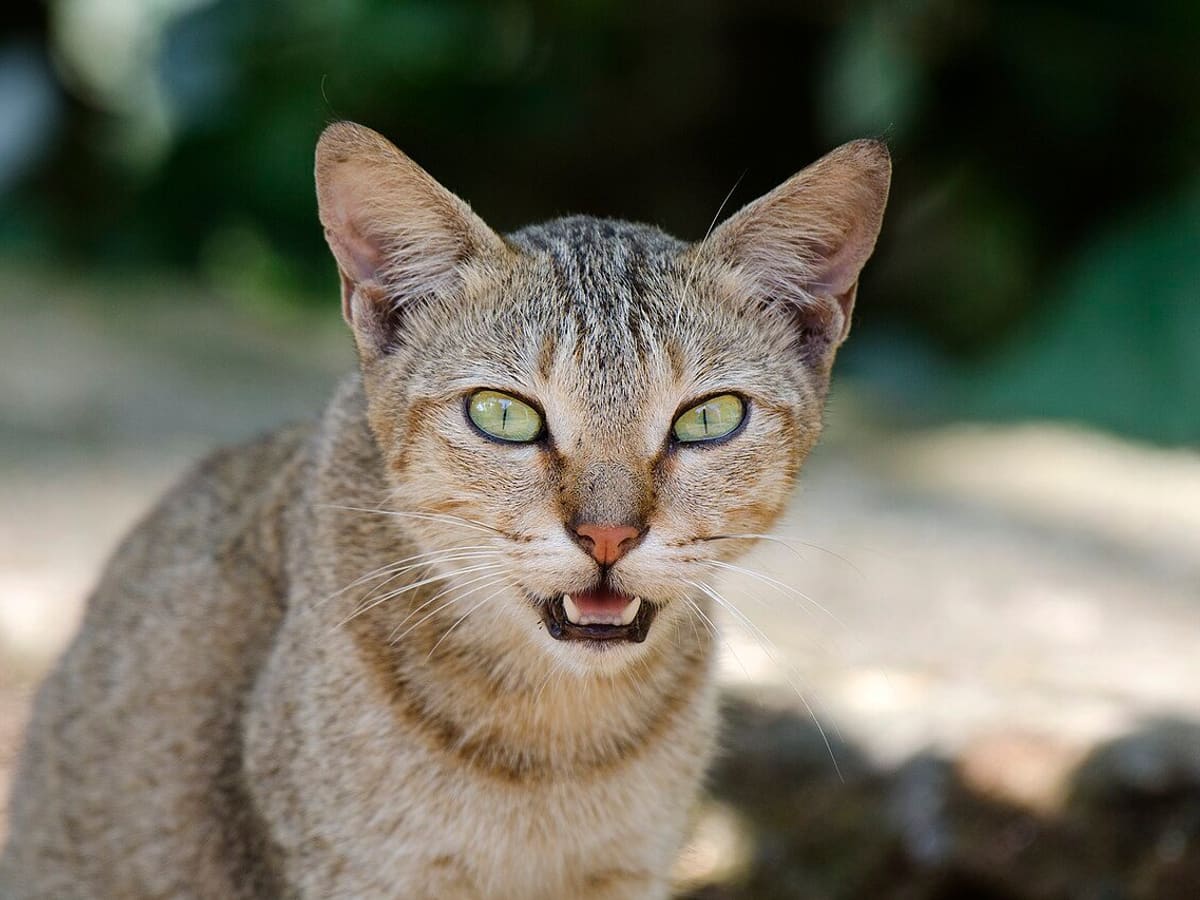 Gato em primeiro plano durante uma visita domiciliar